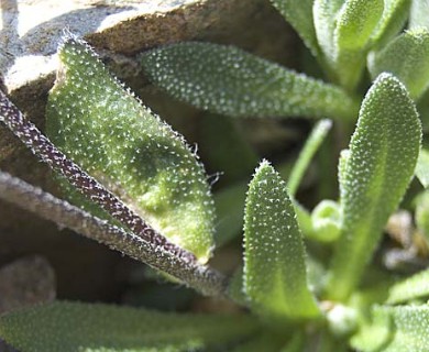 Draba cinerea