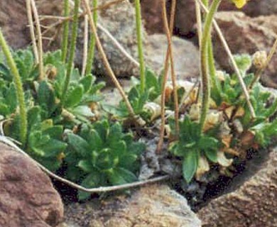 Draba corymbosa