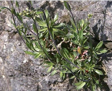 Draba glabella