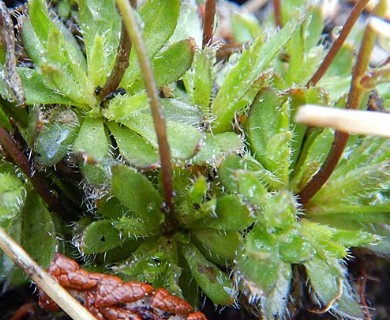 Draba lactea