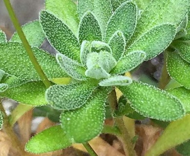 Draba palanderiana