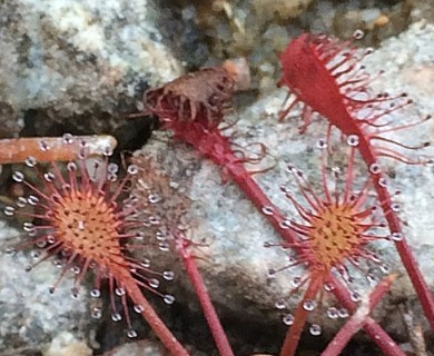 Drosera intermedia