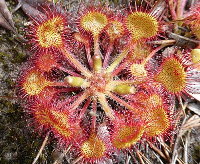 Drosera rotundifolia