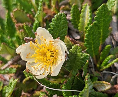 Dryas hookeriana