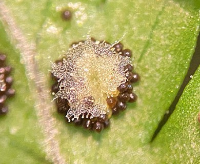 Dryopteris X triploidea