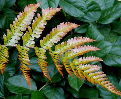 Dryopteris erythrosora