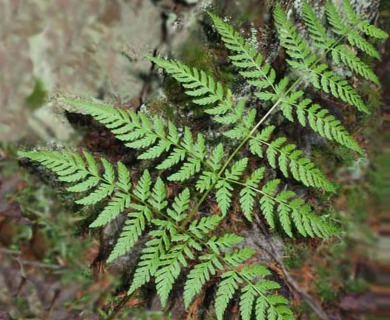 Dryopteris expansa