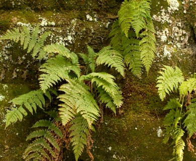 Dryopteris intermedia