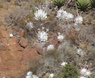 Dudleya brittonii