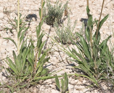 Echinacea angustifolia