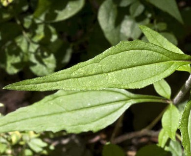 Echinacea purpurea