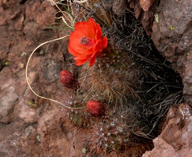 Echinocereus coccineus