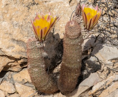 Echinocereus dasyacanthus