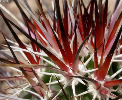 Echinocereus engelmannii