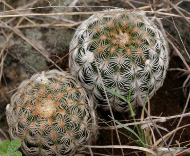 Echinocereus reichenbachii