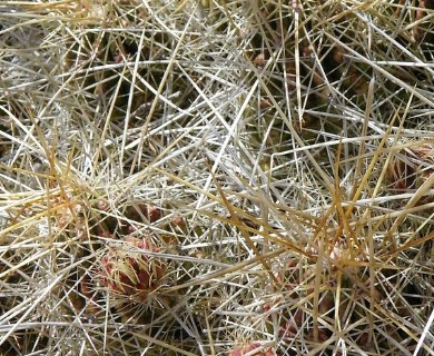 Echinocereus stramineus