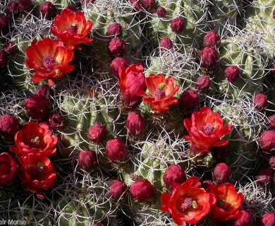 Echinocereus triglochidiatus