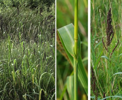 Echinochloa muricata