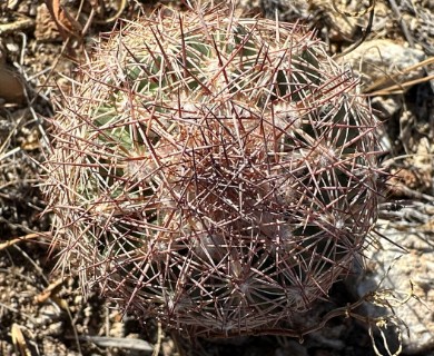 Echinomastus intertextus