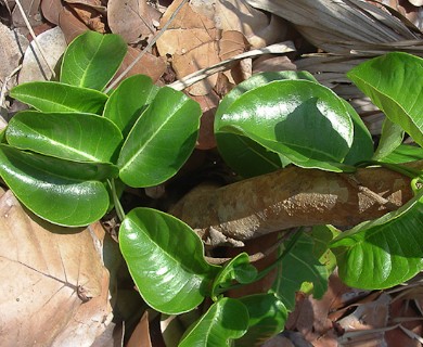 Echites umbellatus