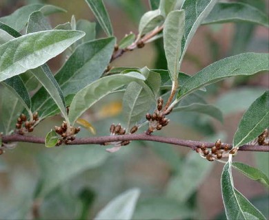 Elaeagnus umbellata