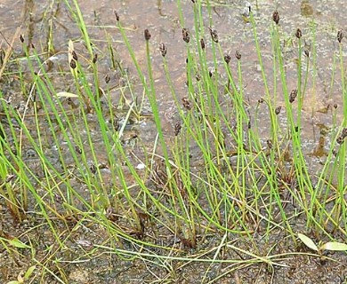 Eleocharis kamtschatica