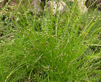 Eleocharis obtusa