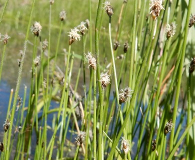 Eleocharis palustris