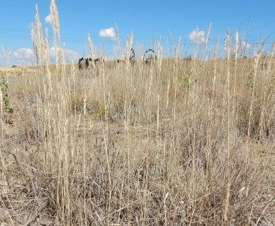 Elymus albicans