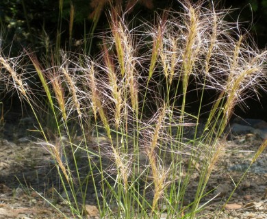 Elymus elymoides