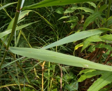 Elymus riparius