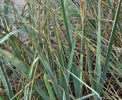 Elymus trachycaulus