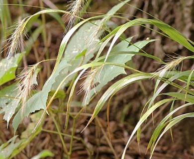 Elymus villosus