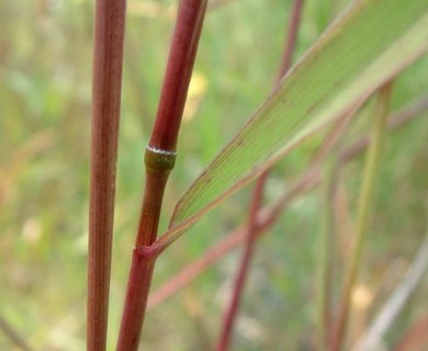 Elymus virginicus