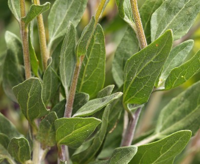 Encelia californica