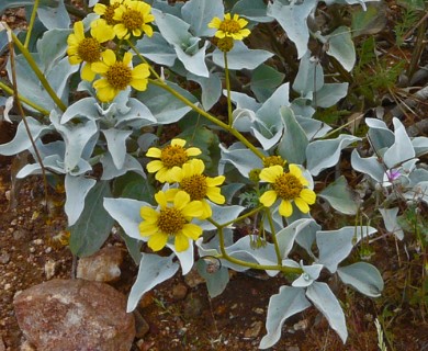 Encelia farinosa