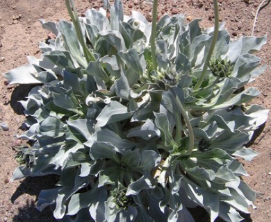 Enceliopsis argophylla