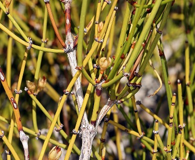 Ephedra viridis