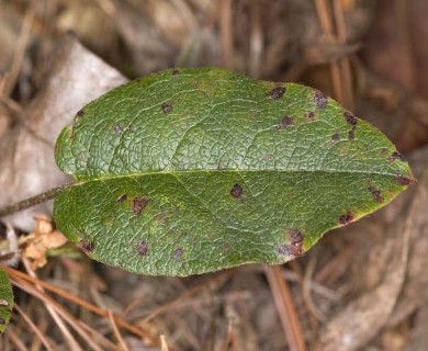 Epigaea repens