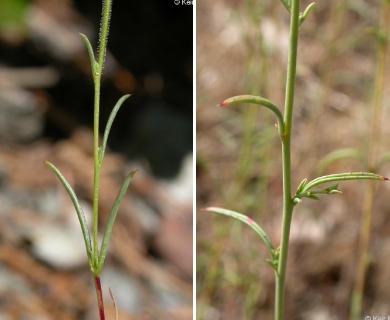 Epilobium brachycarpum