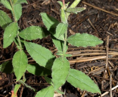 Epilobium canum