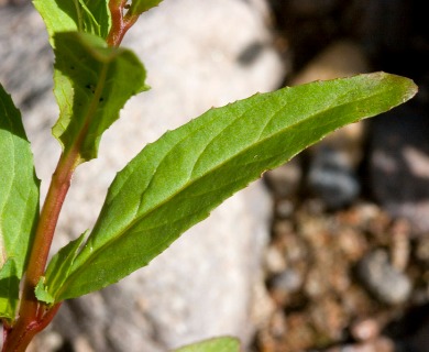 Epilobium ciliatum