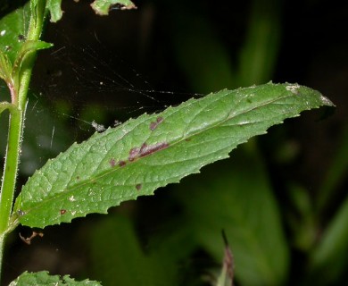 Epilobium coloratum