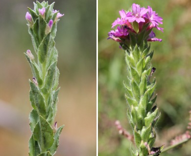 Epilobium densiflorum