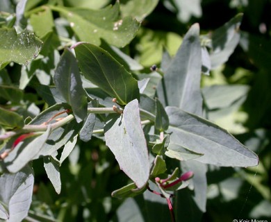 Epilobium glaberrimum