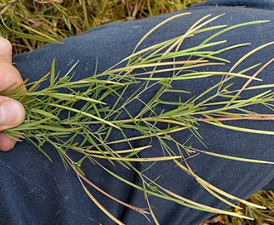 Epilobium leptophyllum