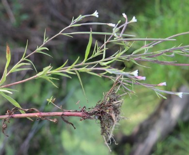 Epilobium palustre