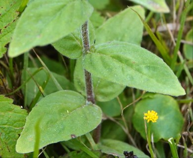 Epilobium parviflorum