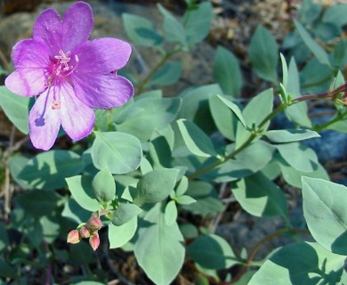 Epilobium rigidum