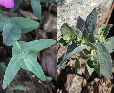 Epilobium siskiyouense